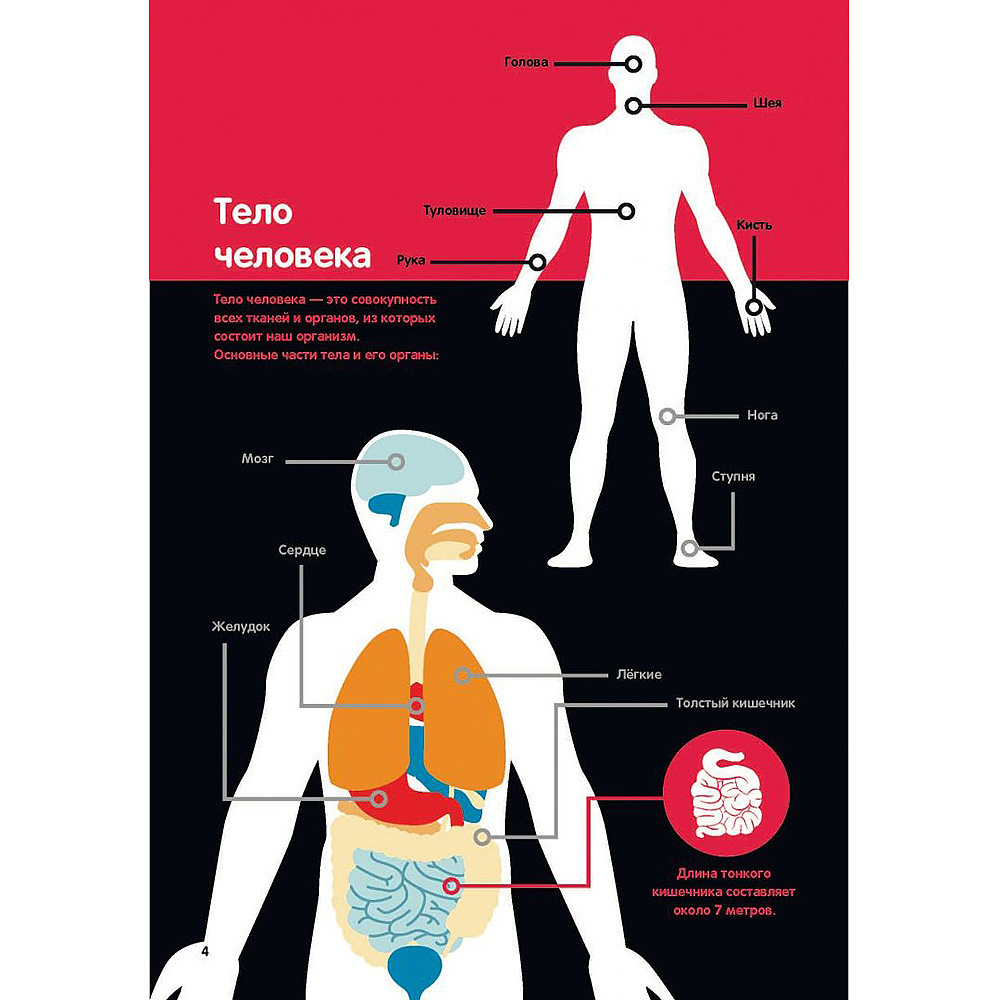 Книга "Тело человека: инфографика", Харриет Брандл, -50% - 3
